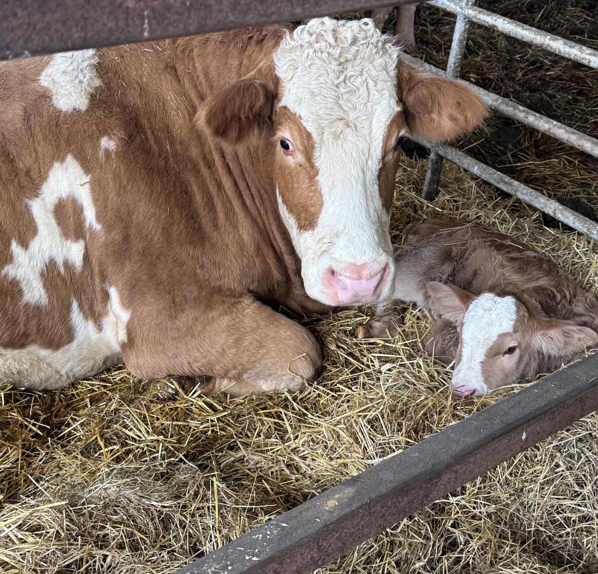 A cow with her calf, a few hours old, in the shed